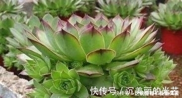 观音莲|多肉观音莲,最爱“吃大饼”,一摊一大张,一个夏天都犯愁