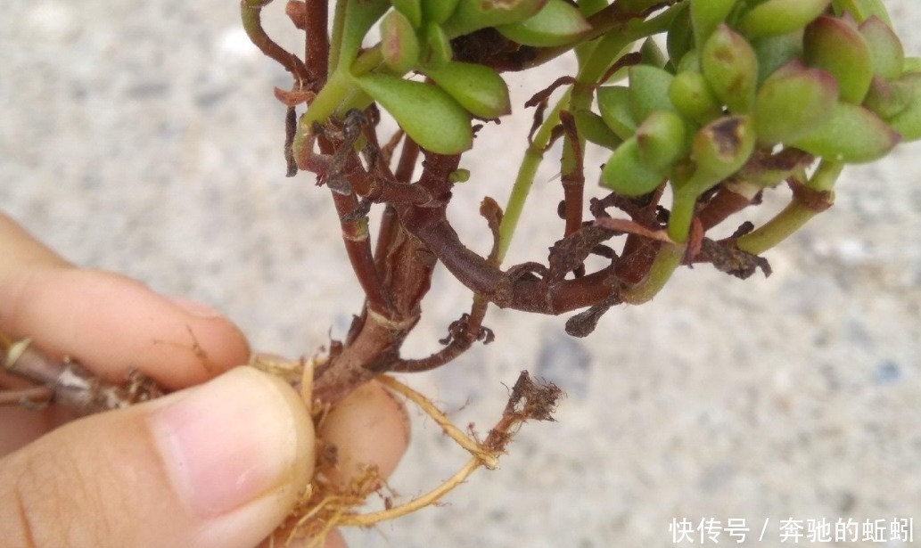 快递|裸根多肉“快递”回家后,上盆、缓苗,每一步都得万分小心