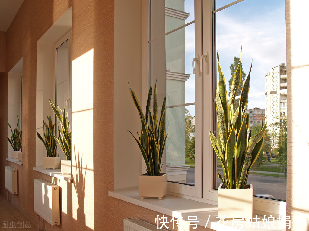 浇水|养虎皮兰，用6个简单的小技巧，1年能长2米高，开花满盆