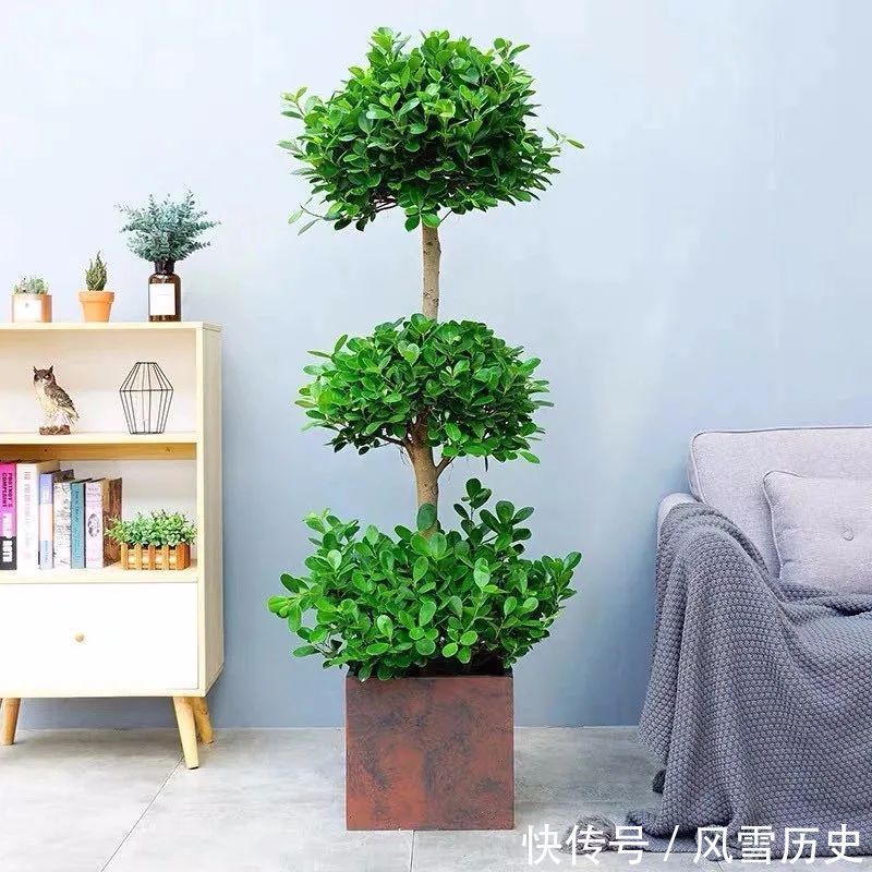 叶片|八种命里带“钱”的植物,家里养一盆,招财又旺运,你家养了几种