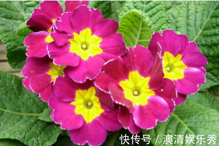 浇水|3种花养在家里,一整年都有好运气,开花漂亮财运来,一养就上瘾