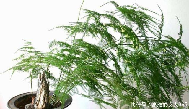 文竹叶子总是发黄掌握养护技巧,翠绿不黄叶,长成“小森林”