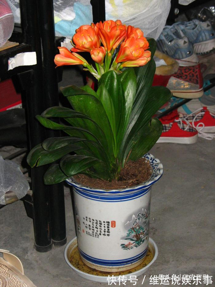 5种“花”养家中，能招财，能“镇宅”，比绿萝、发财树强多了！