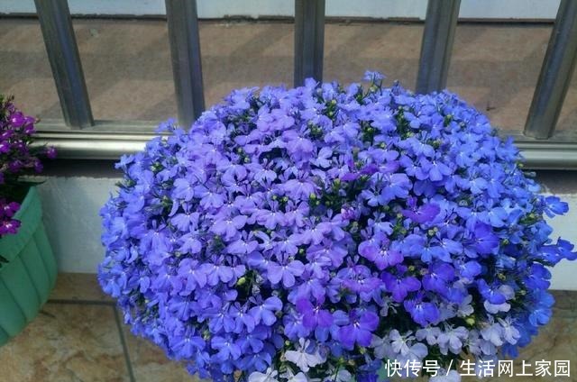 别养绿萝吊兰了，此花更值得拥有，丢土里就能活，四季开花爆盆！