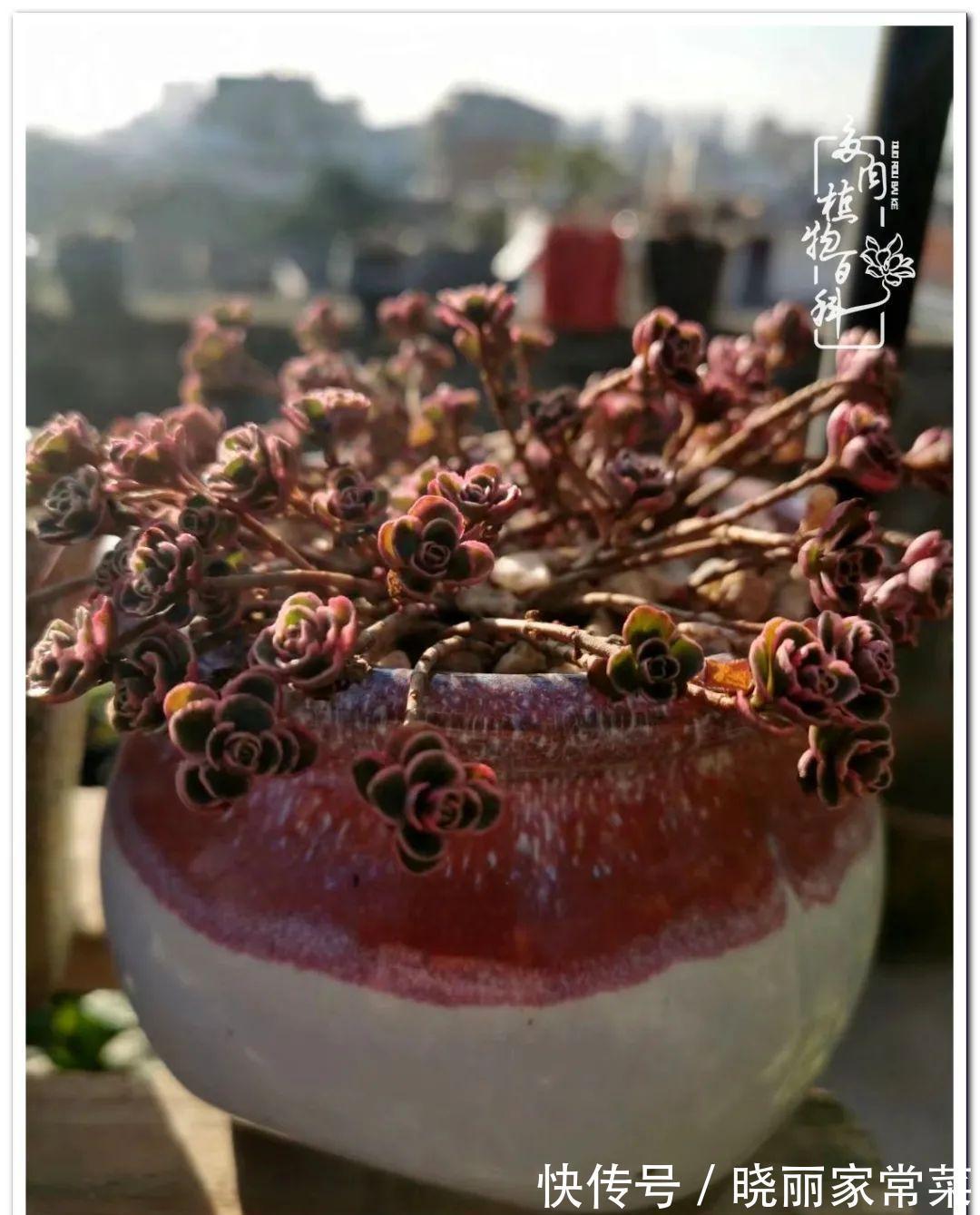 百科|多肉之路,让我沉醉,浮世三千,有肉就欢!