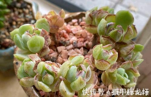 光照|多肉出现“三情况”，千万别暴晒，不然黑腐又化水，新手谨记