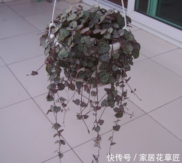 爱之蔓|如果你是一个养花小白,就选3个品种,好看又便宜,死了不可惜