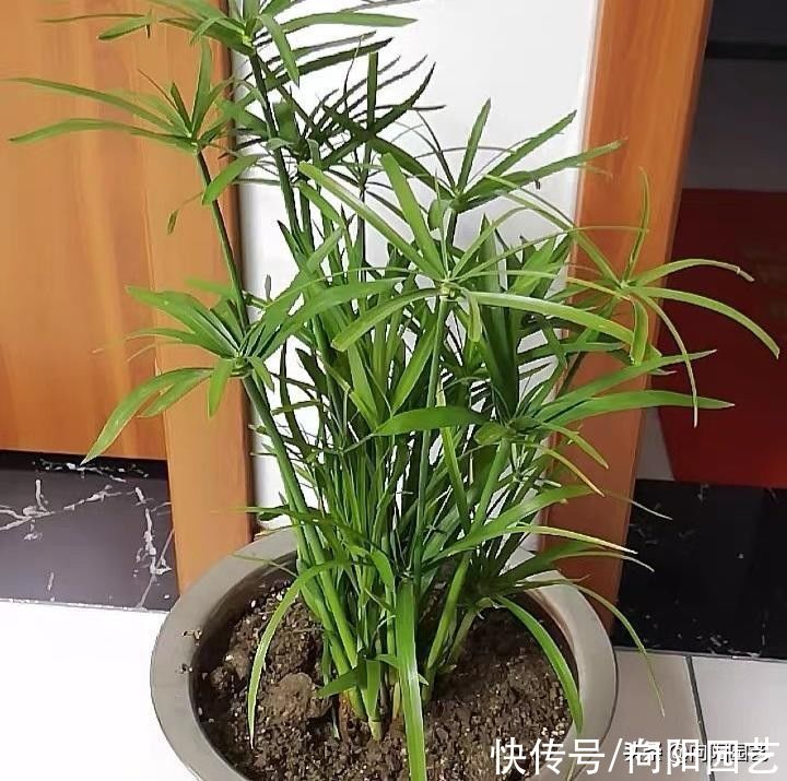 这种草很好养，名叫风车草，适合造景，只要有水，它就死不了