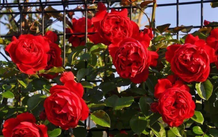 花海|高层阳台,建议安排2类花卉,一类长成花海,一类长成花瀑布