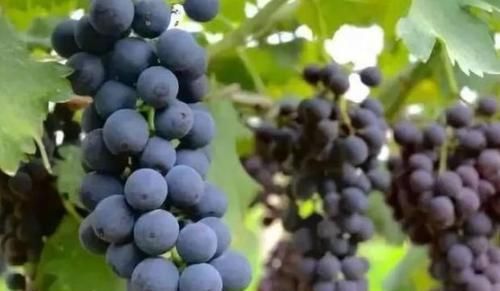 每天晚上堅持吃3種食物，美容養(yǎng)顏，延緩衰老，有益健康