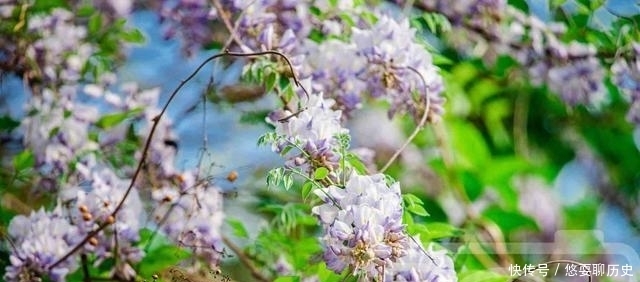 春天里盛开的紫藤花，淡紫色的花朵亮丽芬芳，三月春色煞是好看