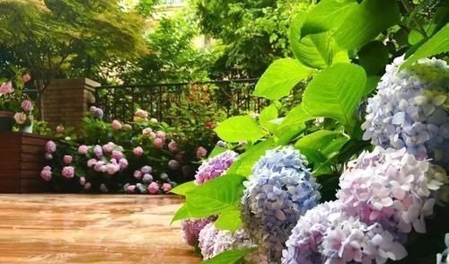 “最累”的8种花,花开连续几个月,一次开花几百朵!