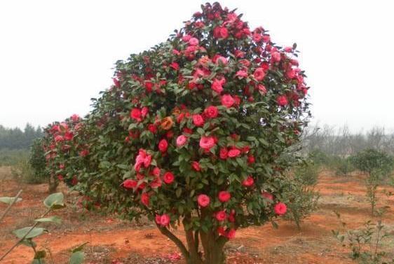 以后别再怕养的花生病了,一点建筑材料就能养好花