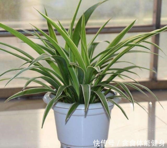 7种“耐阴花”，家中光照不足，照样生长茁壮，枝叶茂盛，长爆盆！