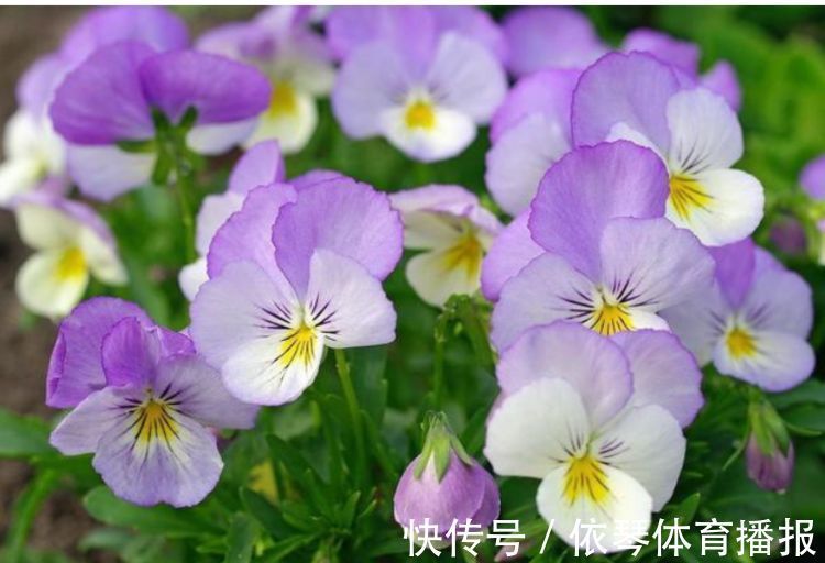 这些小植物,家里随便养一盆,花美色艳,花苞芳香怡人,观赏性强