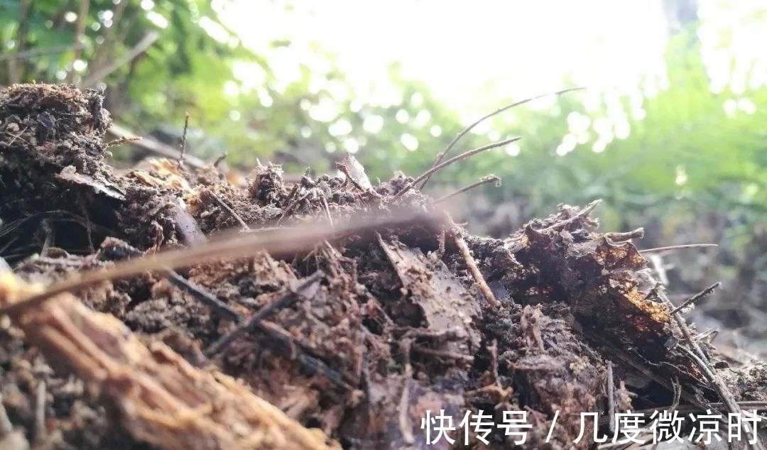 用什么可以去掉腐叶土里的虫?兰友:1块钱就解决