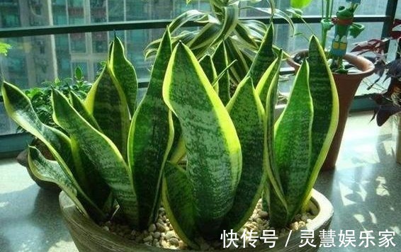 养花也要注意摆放，5处地方“不能养”，空着也别放！