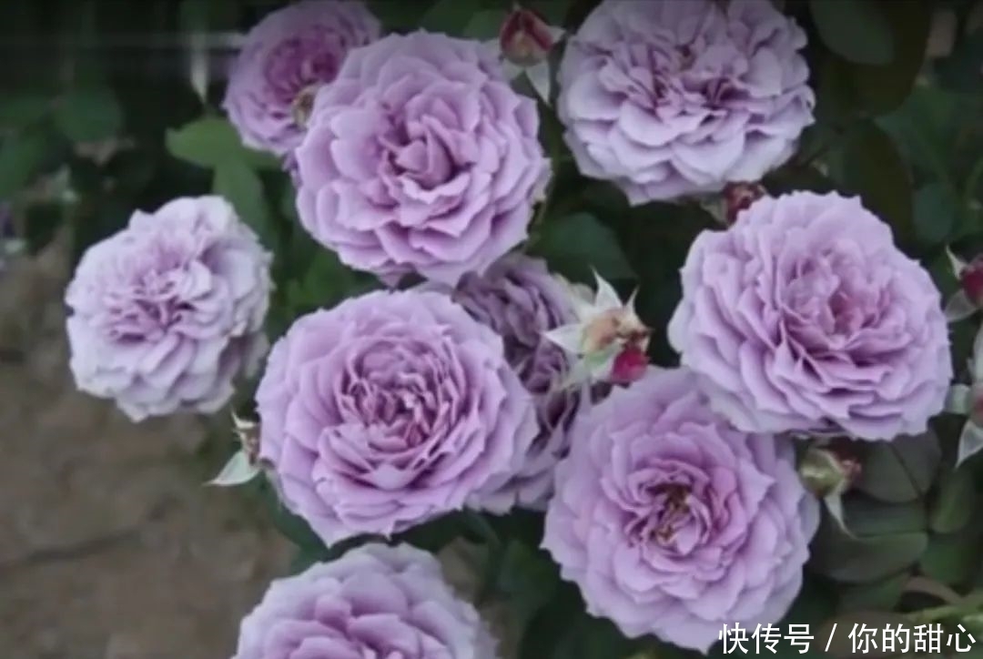 真宙|什么样的月季算优秀?盘点一下我种过的优秀月季