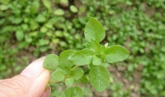 农民|农民见了连根拔,殊不知是价值珍贵的“和尚菜”,有乌发作用