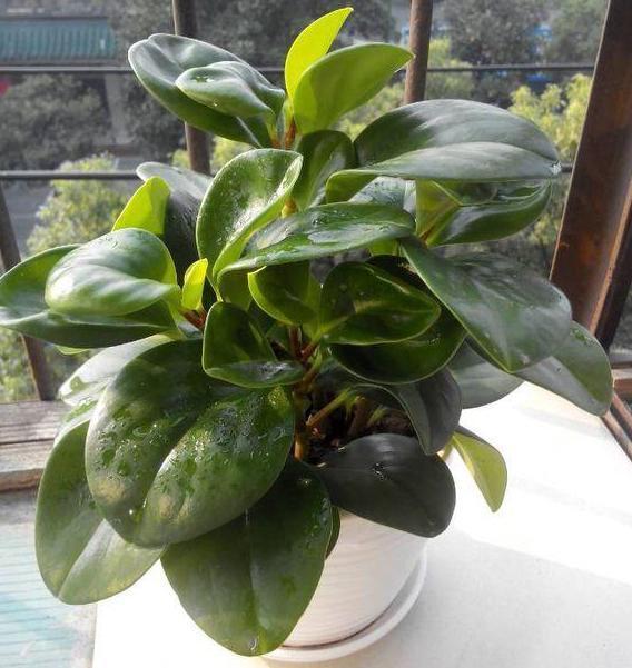 老奶奶不花钱买3种花,全靠叶片扦插繁殖,叶子多少苗多少