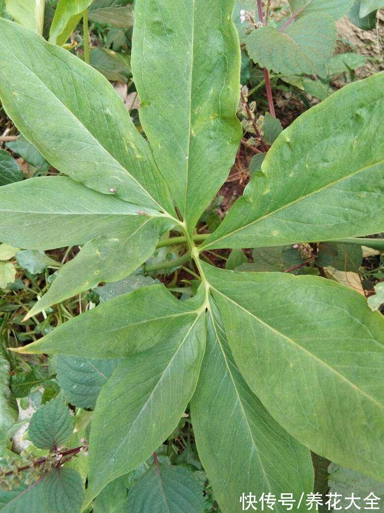 朱顶红|10种带“虎”的花，虎年虎虎生风，认识的人真不多