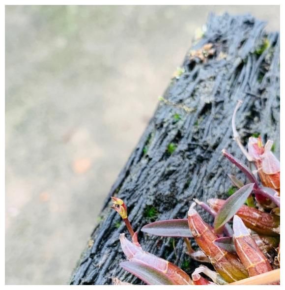 用一块木头就能养的花，不需要施肥，只要浇浇水，夏天就能开