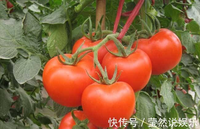 食物|吃西红柿一小时内, 切记别碰3种食物, 现在知道还不晚!