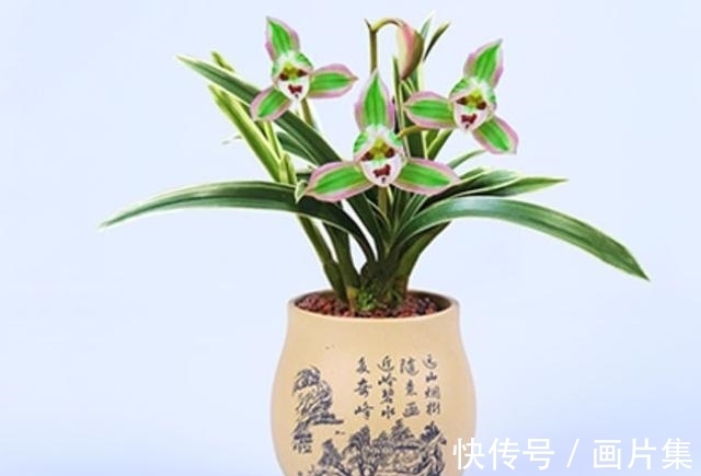 帝王妃|兰花珍品—矮种帝王妃,开花稳定,花香芬芳,文赏也可,武赏也行