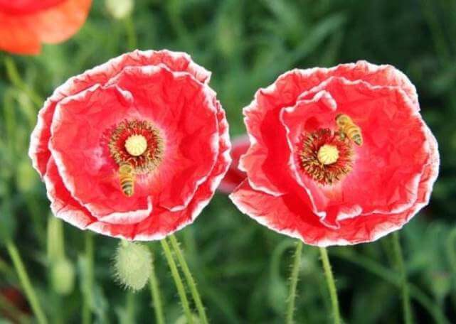 喜欢菊花吗那就养盆“荷兰菊”，花比叶多，冷热不忌，四季栽培