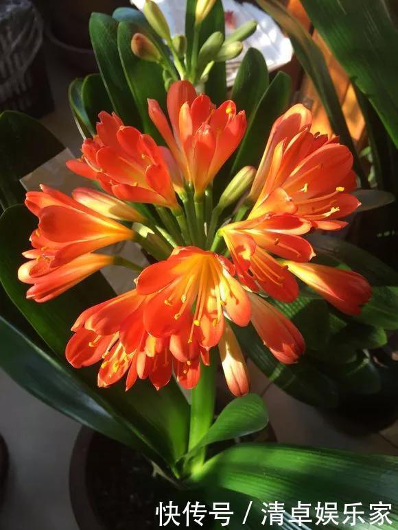 养花|养花技巧6种花须用小盆“挤着养”,控水好、长得旺!