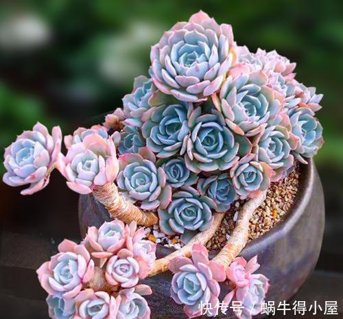 春天养多肉选它,皮实又好养,上色美极了,容易成老桩