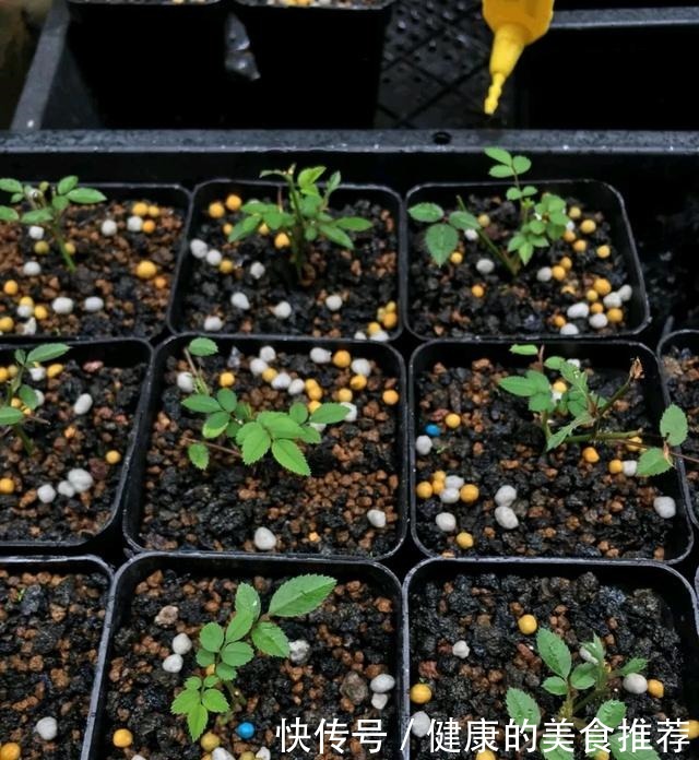 有3种情况,月季长出花苞就要掐掉,不然月季长不好!