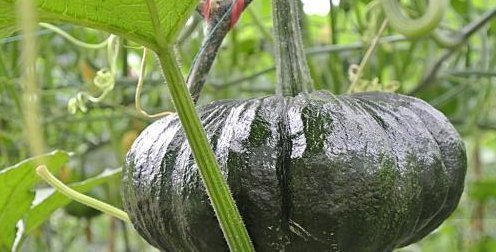 食物|吃南瓜好处多多,南瓜不能和以下两种食物同食,告诉身边的人