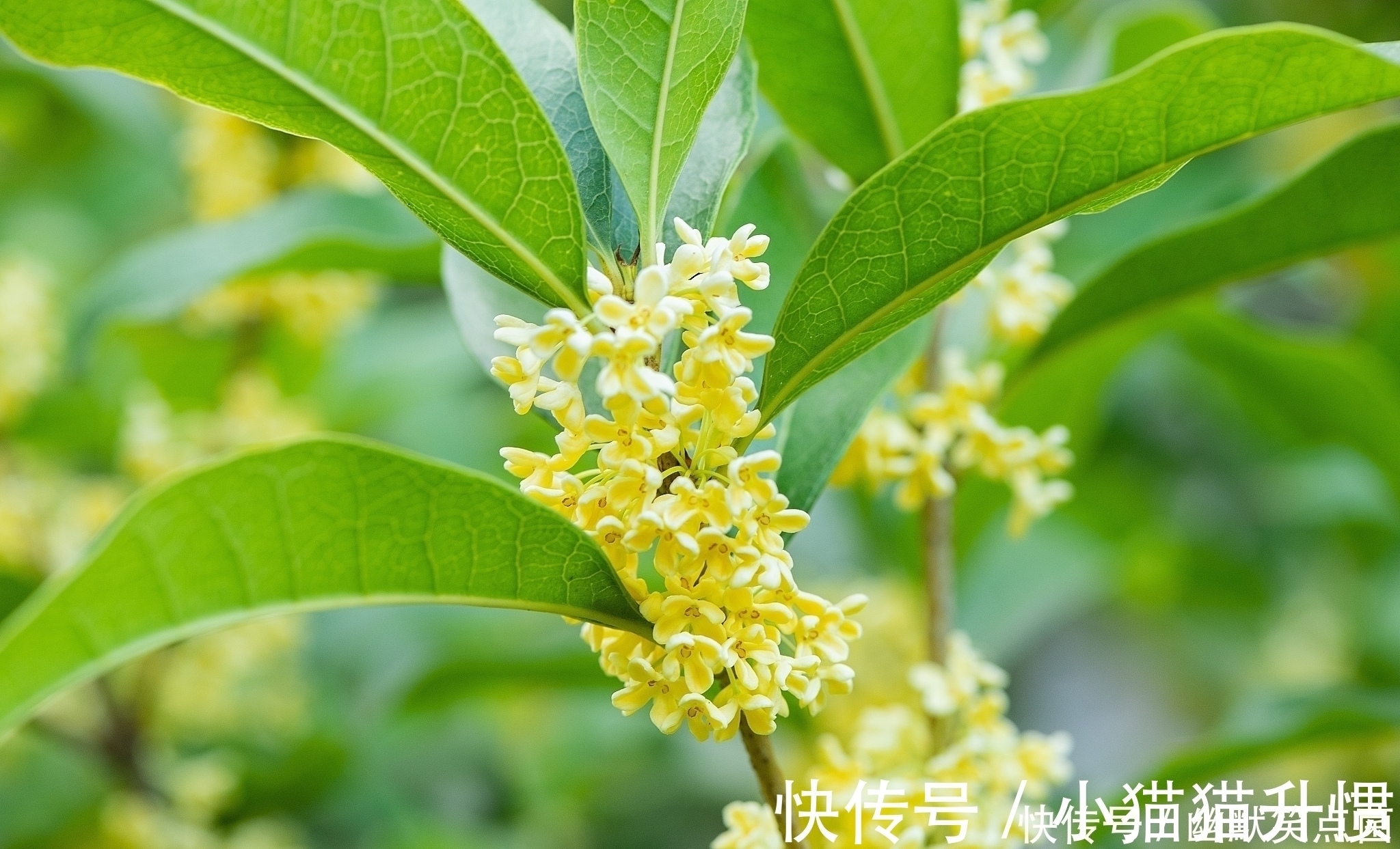 在自家农村院子里种什么树寓意比较好?下面7种树很适合