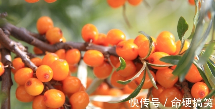 猪油|一种粗粮吃一口等于吃10斤猪油，不及时撤下桌，小心脑梗找上你