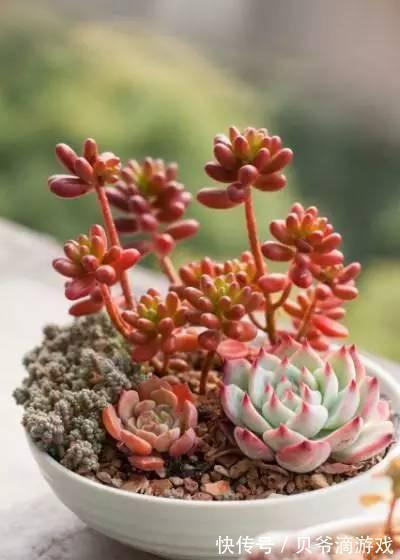 水和光多少是适量,50种常见多肉植物度夏攻略
