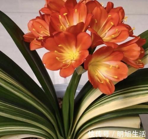 君子兰5年不开花今年做好这“3点”,花芽蹭蹭冒,花朵鲜艳
