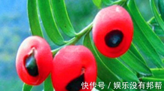 排便|爱美女性都在吃3种食物,有益肠胃健康,促进排便,美容养颜