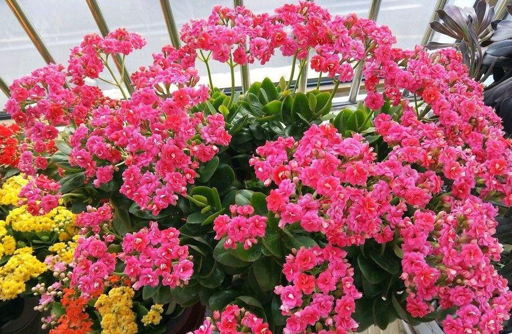 长寿花不开花?教你这样做,枝粗苗壮开花多!家里清香宜人花色艳