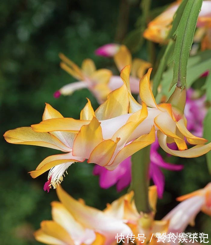 养盆栽蟹爪兰掌握10点就足够，看完就知道为啥叶子干瘪、不开花