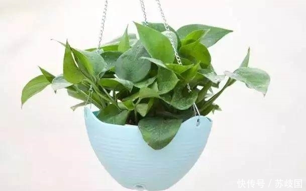 养花|养花不会浇水?这几种常见花卉的浇水方法学会了,再也不怕浇死了