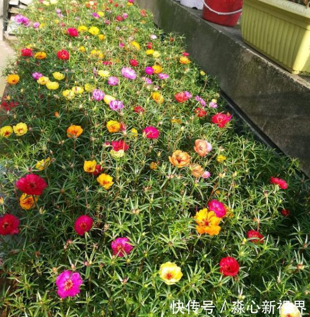土干|太阳花特好养,给点阳光就“灿烂”,赶紧养几盆,荒地变“花海”