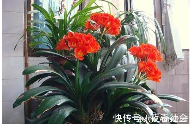 君子兰不开花教你这样浇水,君子兰健壮不烂根,开花爆盆不是梦