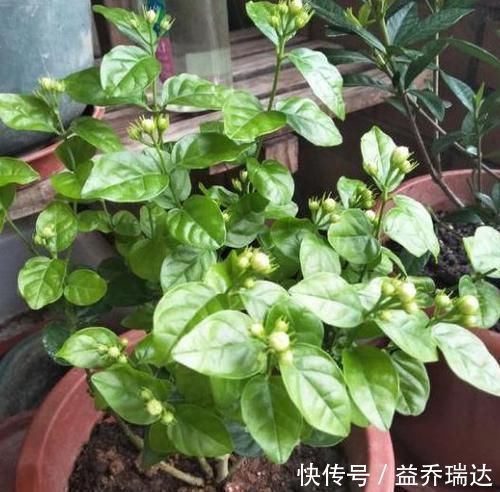浇水|盆栽茉莉叶子少、不开花怎么办?用上5个妙招,枝繁叶茂开花多
