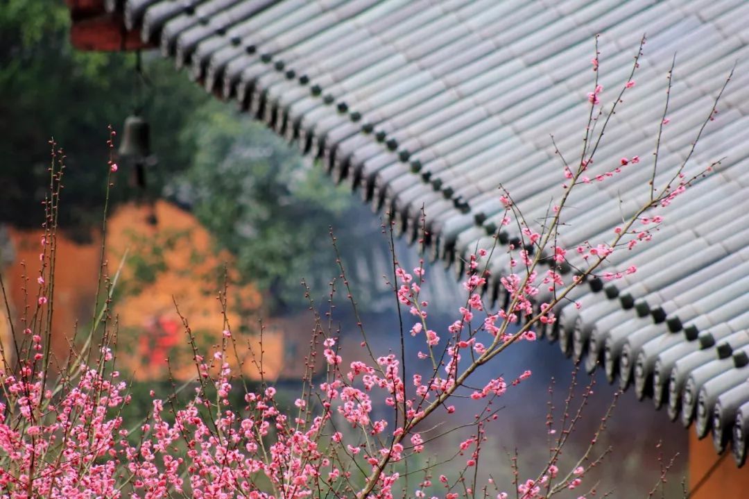 文革|天台山国清寺最美梅花图即将展开, 见好收藏!