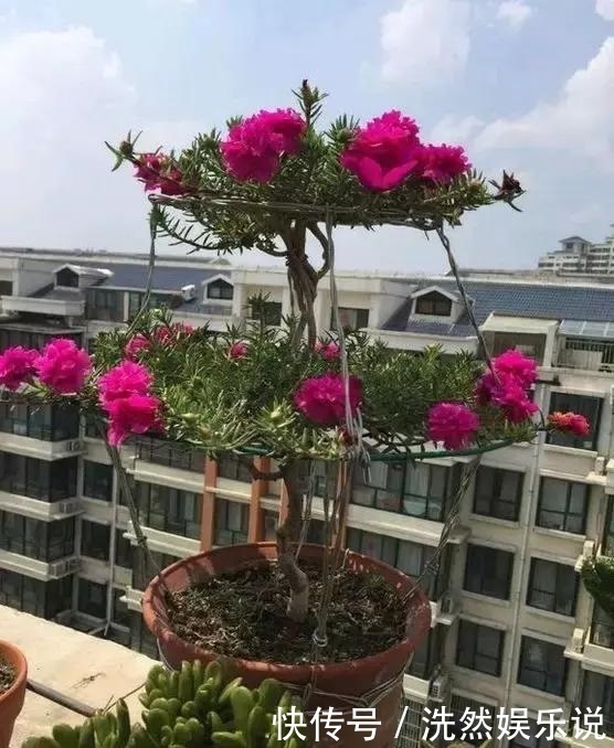 老桩|金枝玉叶又能派上“大用场”,嫁接几根太阳花,变成老桩“花柱”