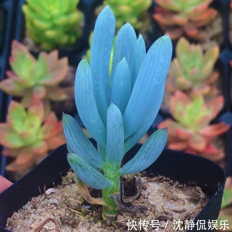 品种|9种比较稀有的多肉品种,追女朋友神器,让女神爱上多肉爱上你