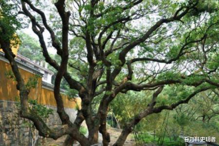 诸多外国游客远赴千里来中国,只为了看这一棵树,现仅存一株