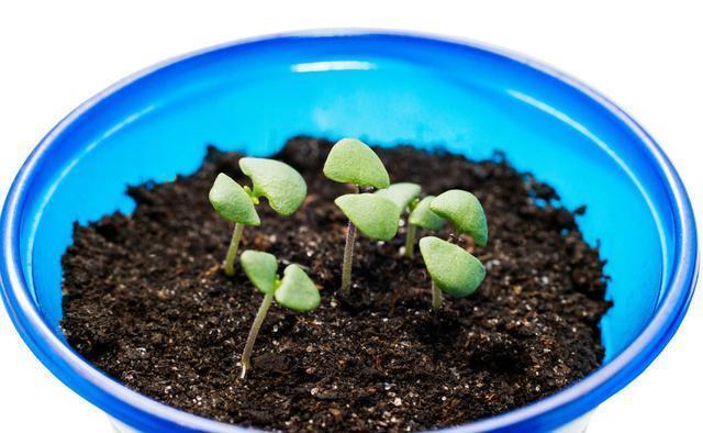 皮壳|养花的旧土要变成养分丰富的新土,要分成2步来走,掺进去3样东西