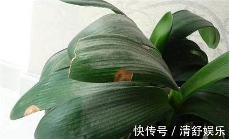 君子兰叶子长斑怎么办,找准原因快速解决君子兰叶斑问题